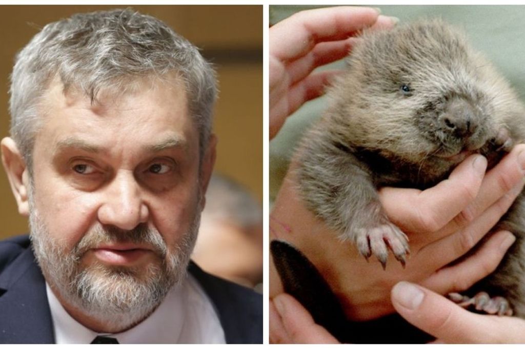 Un ministre loue les vertus aphrodisiaques du castor