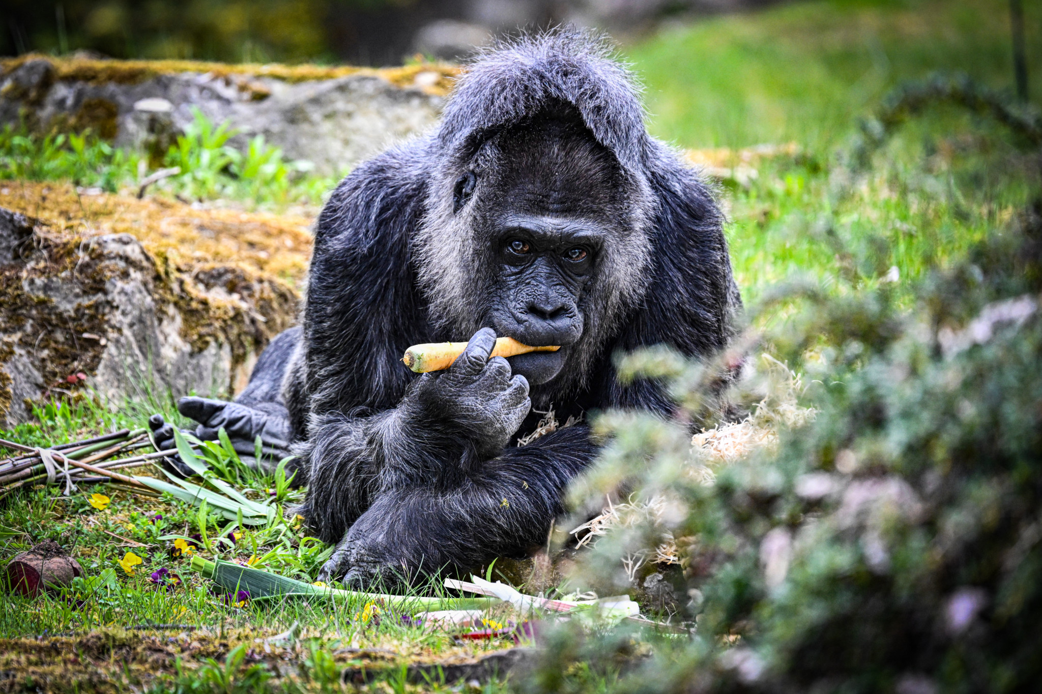 Wohl ältester Gorilla der Welt: Sie hat keine Zähne mehr, klettert aber noch: Fatou feiert ihren 69. Geburtstag