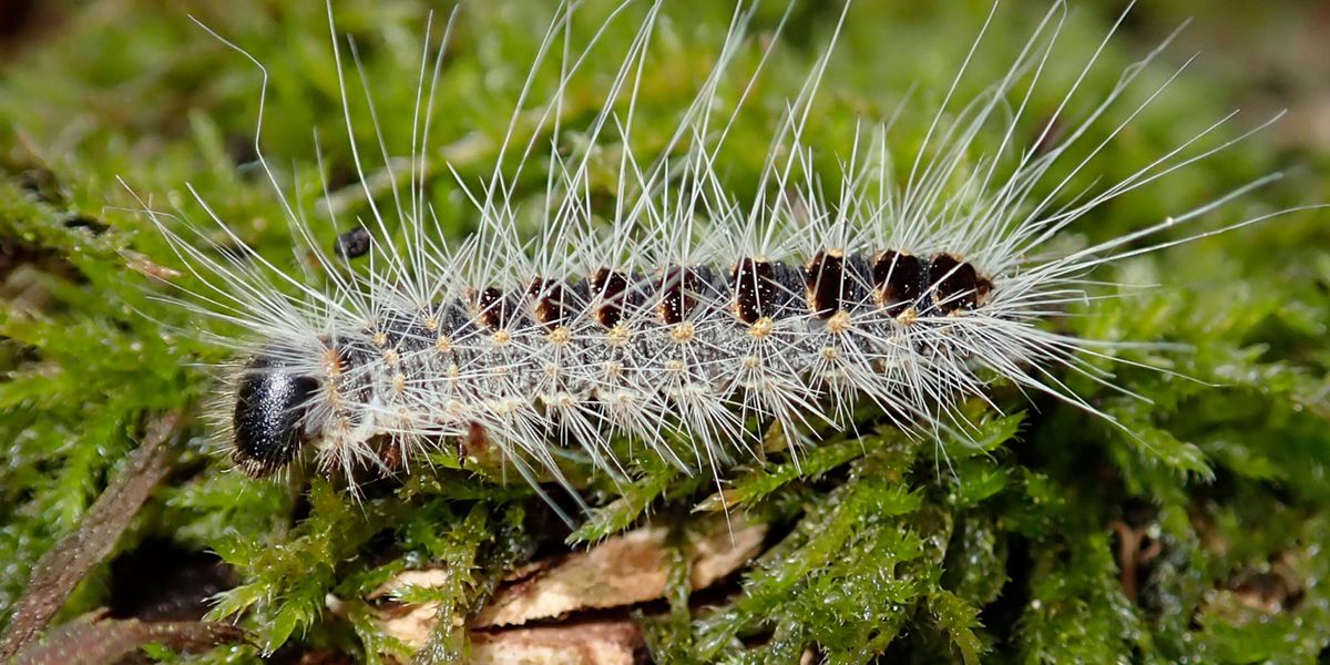 Raupe des Eichen-Prozessionsspinner Thaumetopoea processionea, Schädling, gefährlich, Allergie, Baden-Württemberg, Deutschland, Europa *** Caterpillar of the oak processionary moth Thaumetopoea processionea , Pest, dangerous, allergy, Baden Württemberg, Germany, Europe Copyright: imageBROKER/HeinzxKrimmer ibljwp07130645.jpg Bitte beachten Sie die gesetzlichen Bestimmungen des deutschen Urheberrechtes hinsichtlich der Namensnennung des Fotografen im direkten Umfeld der Veröffentlichung!