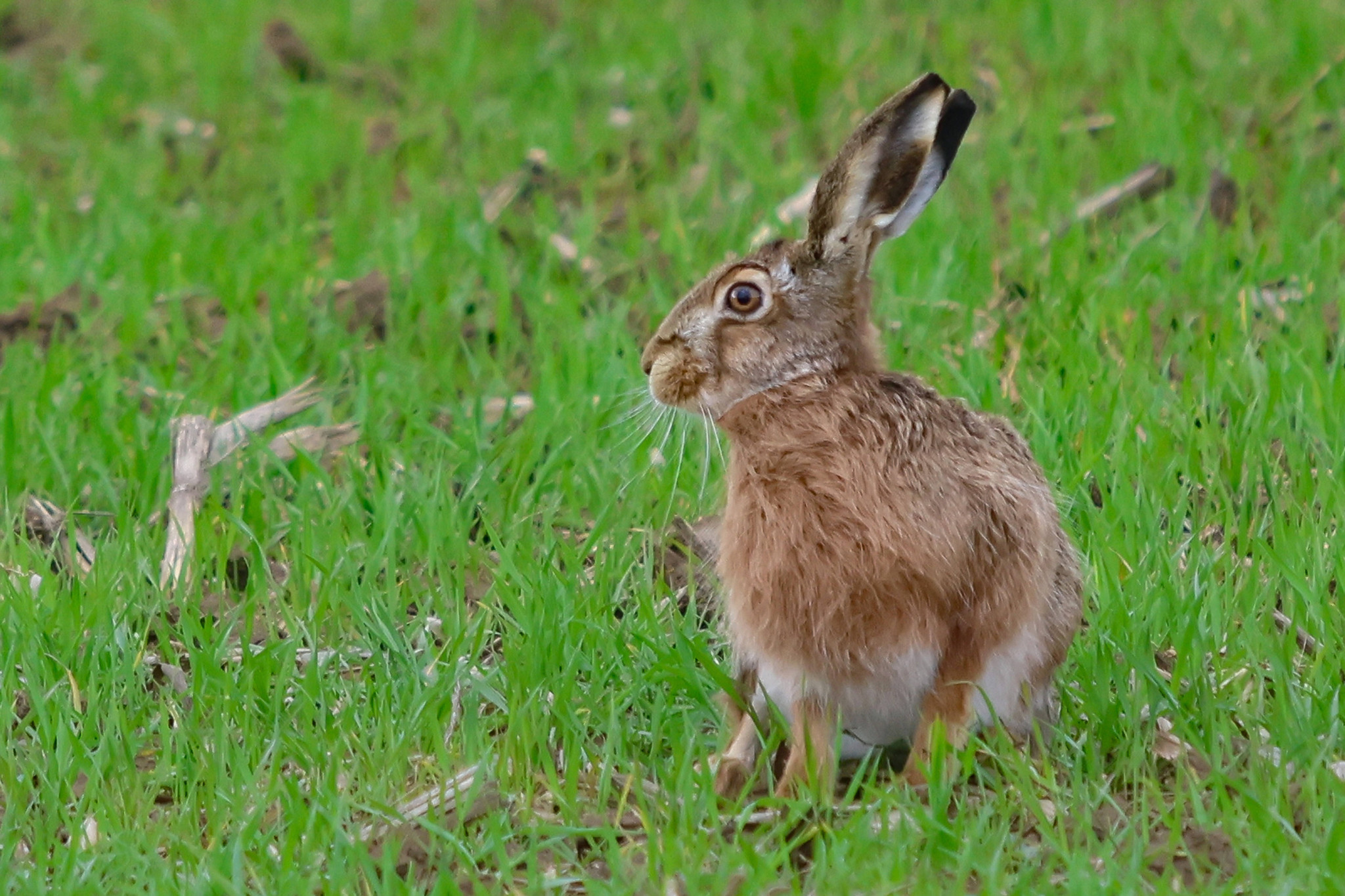 Das grosse Abc: Unser Sprachquiz: Und wieder haben Sie die Chance, Ihr Sprachtalent zu beweisen!