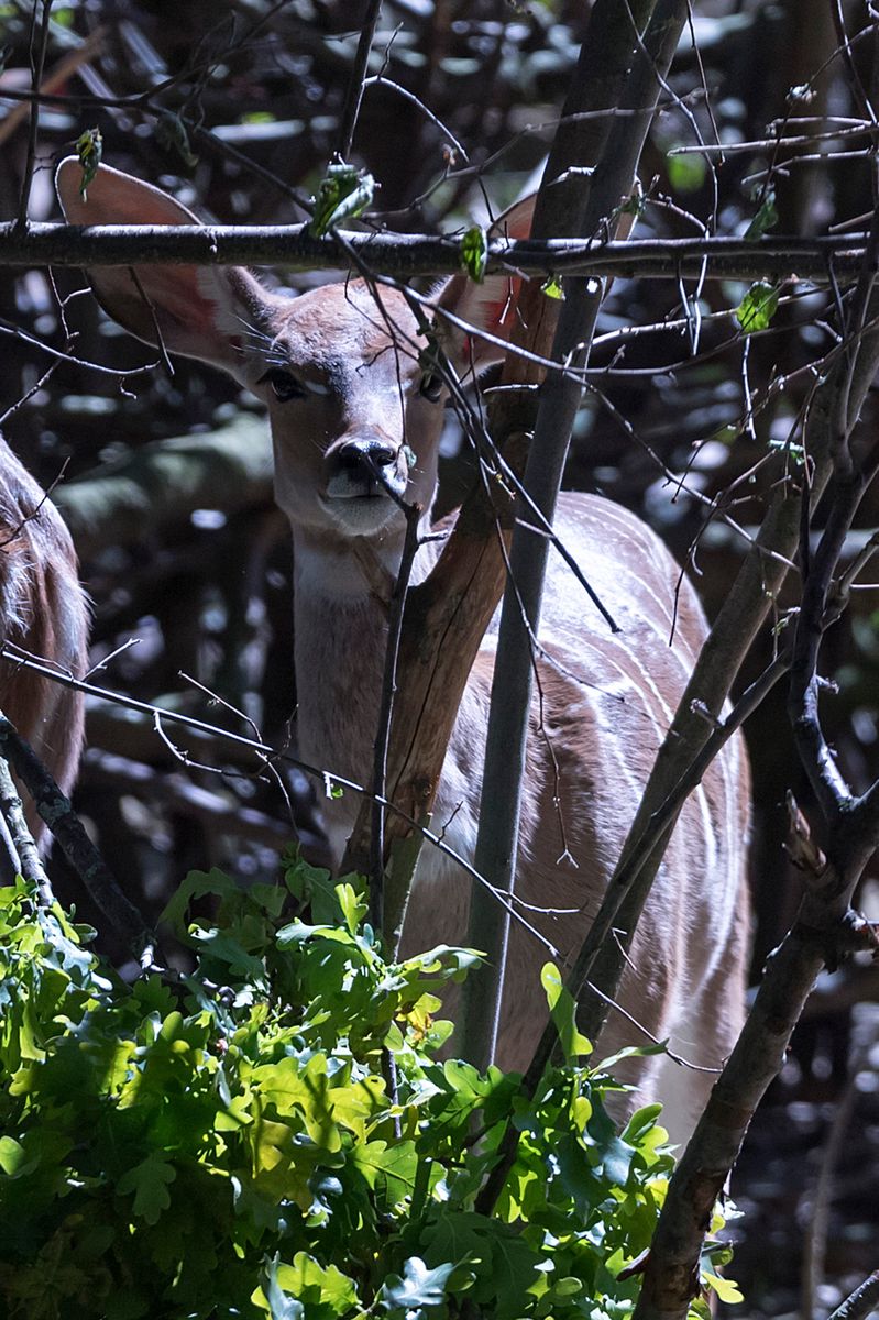 Ungl-ck-im-Basler-Zolli-Kleiner-Kudu-rennt-in-Zaun-und-bricht-sich-das-Genick