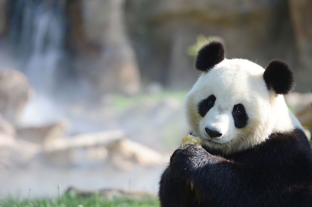 Zoo De Washington Le Bebe Panda Est Mort D 39 Une Maladie Du Foie Tribune De Geneve
