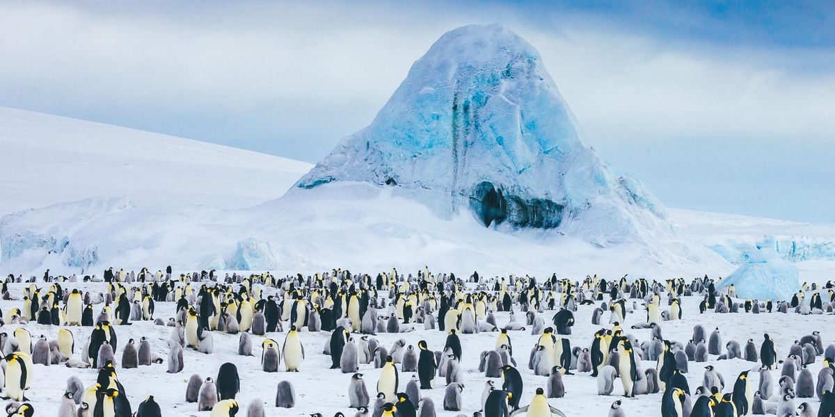 Polarforscher Kaiserpinguine Vom Klimawandel Bedroht polarforscher-kaiserpinguine-vom-klimawandel-bedroht