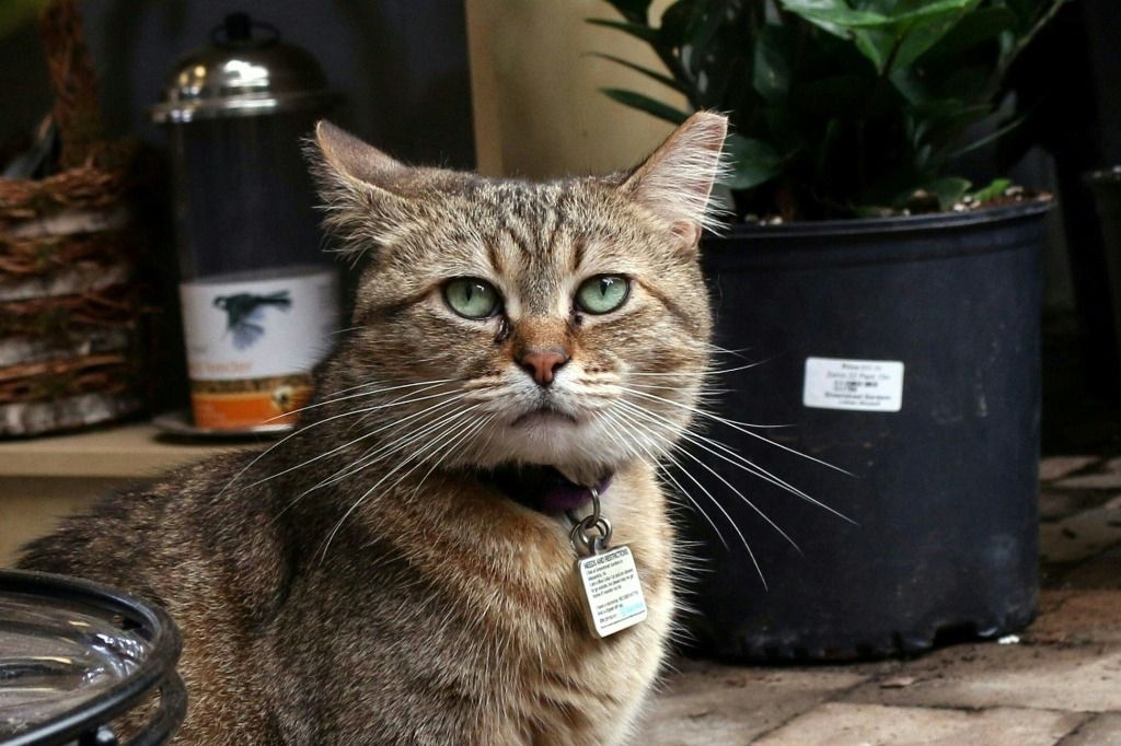 Félins sous contrat, des chats montent la garde