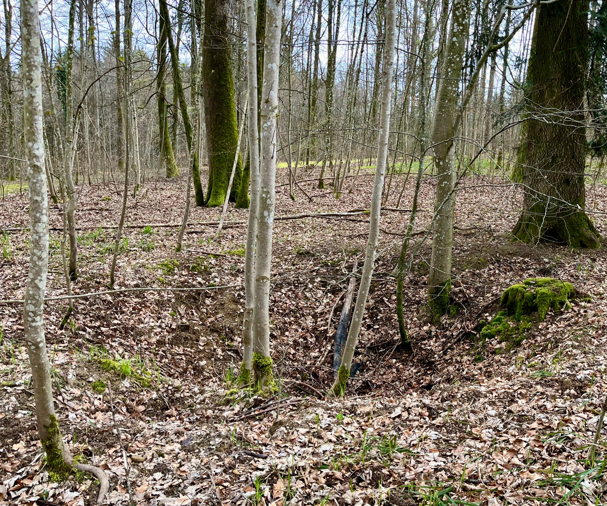 Kriegsrelikte im Zürcher Wald: Bombenkrater am Chol­first: Was vom «tragischen Irr­tum» der US-Luft­waffe übrig blieb