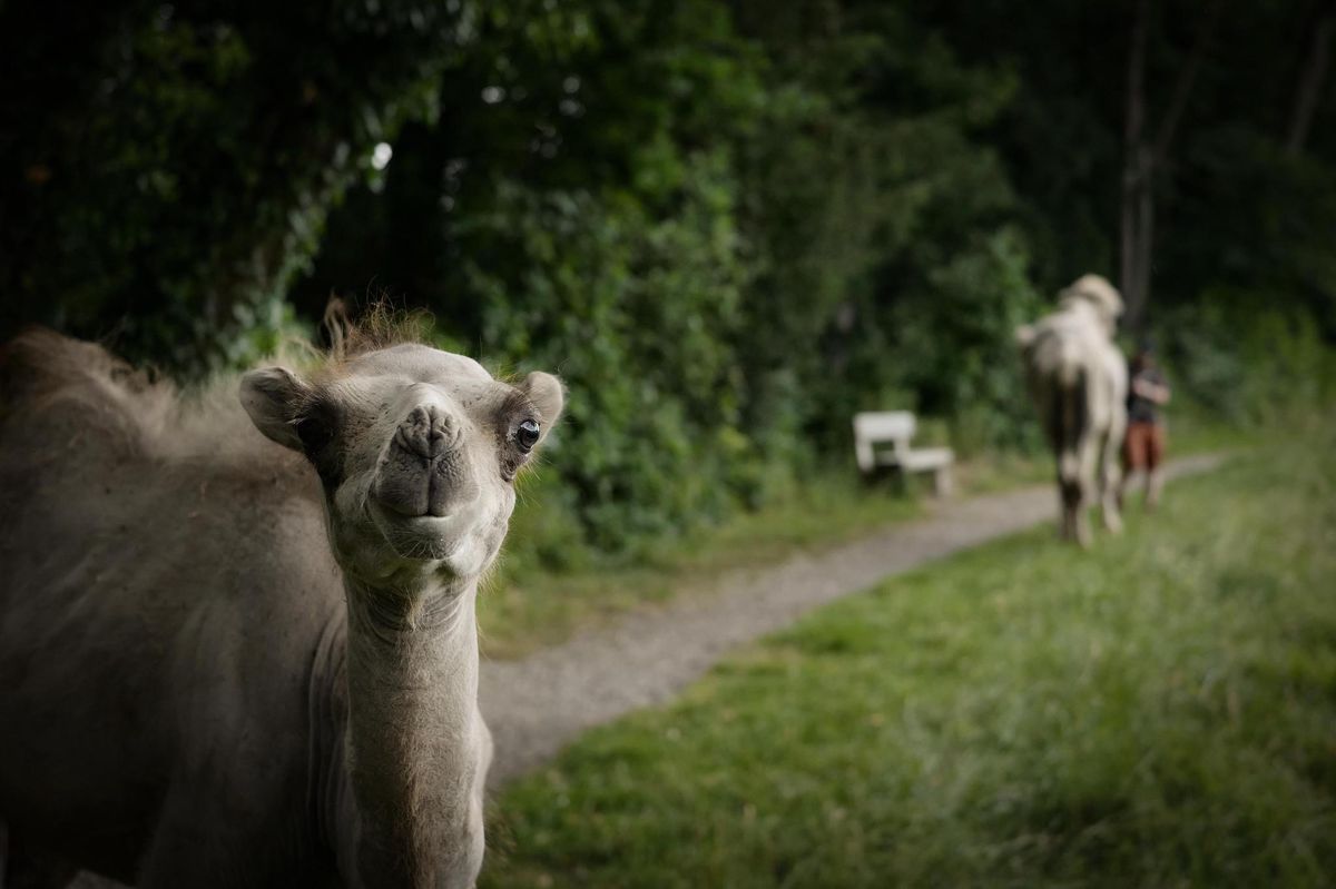 Selon le projet imaginé par le Bioparc, ses chameaux pourraient emménager dans la prairie en contrebas du domaine de Penthes.