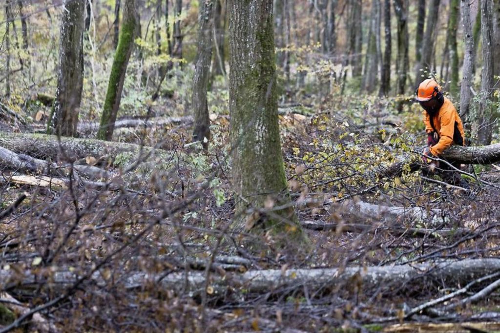 «Nous devons mieux valoriser nos chênaies»