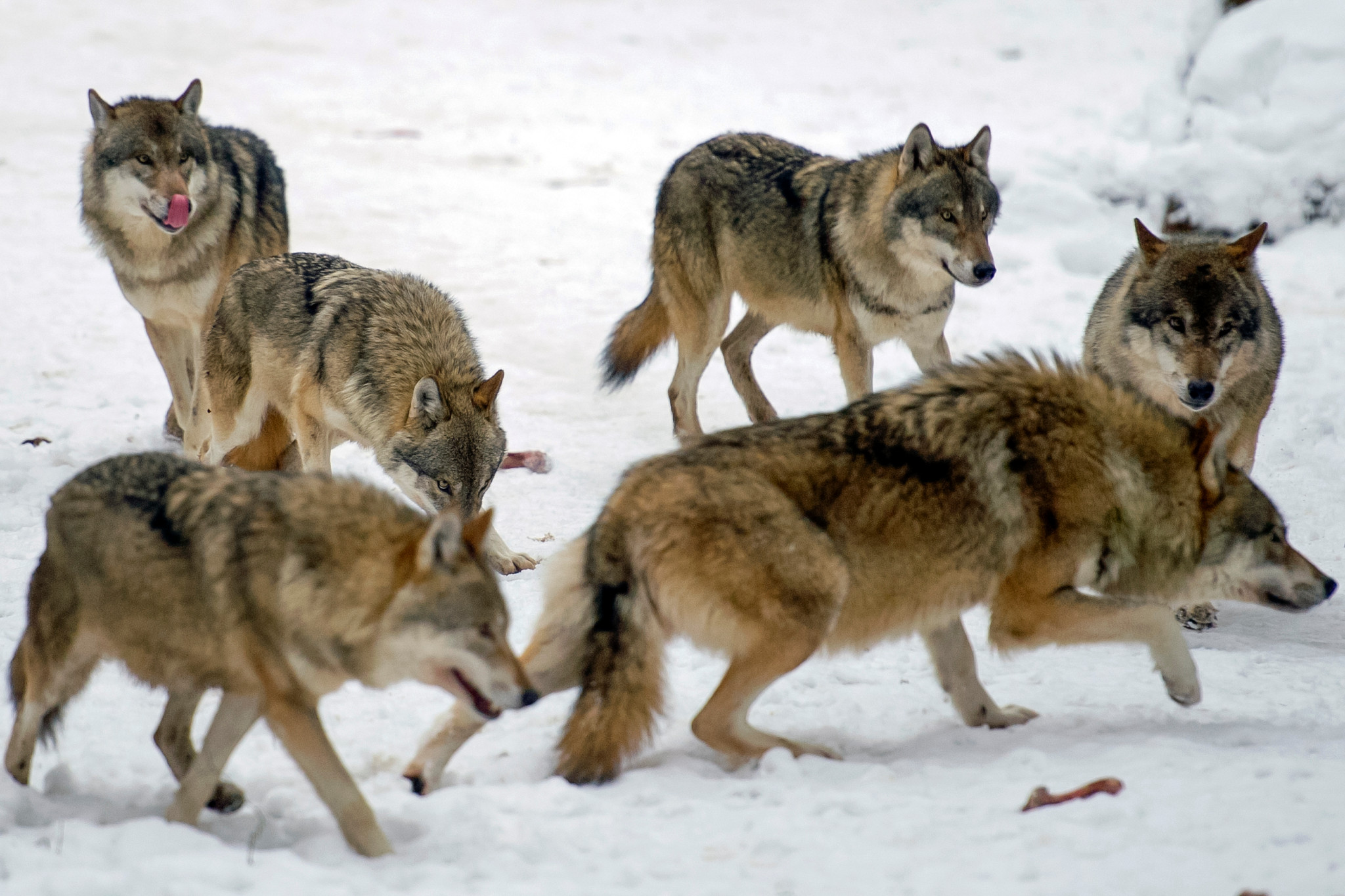 Wolf in der Schweiz: Zahl der Wolfsrudel in der Schweiz auf 
