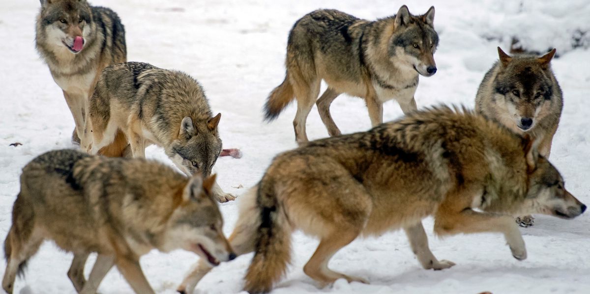 Wolf-in-der-Schweiz-Zahl-der-Wolfsrudel-in-der-Schweiz-auf-43-gestiegen
