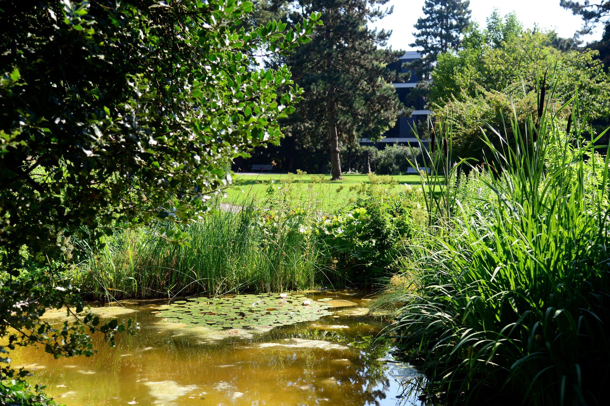 Im Lindengutpark versteckte sich ein Mann vor der Polizei – dafür kletterte er auf einen Baum.