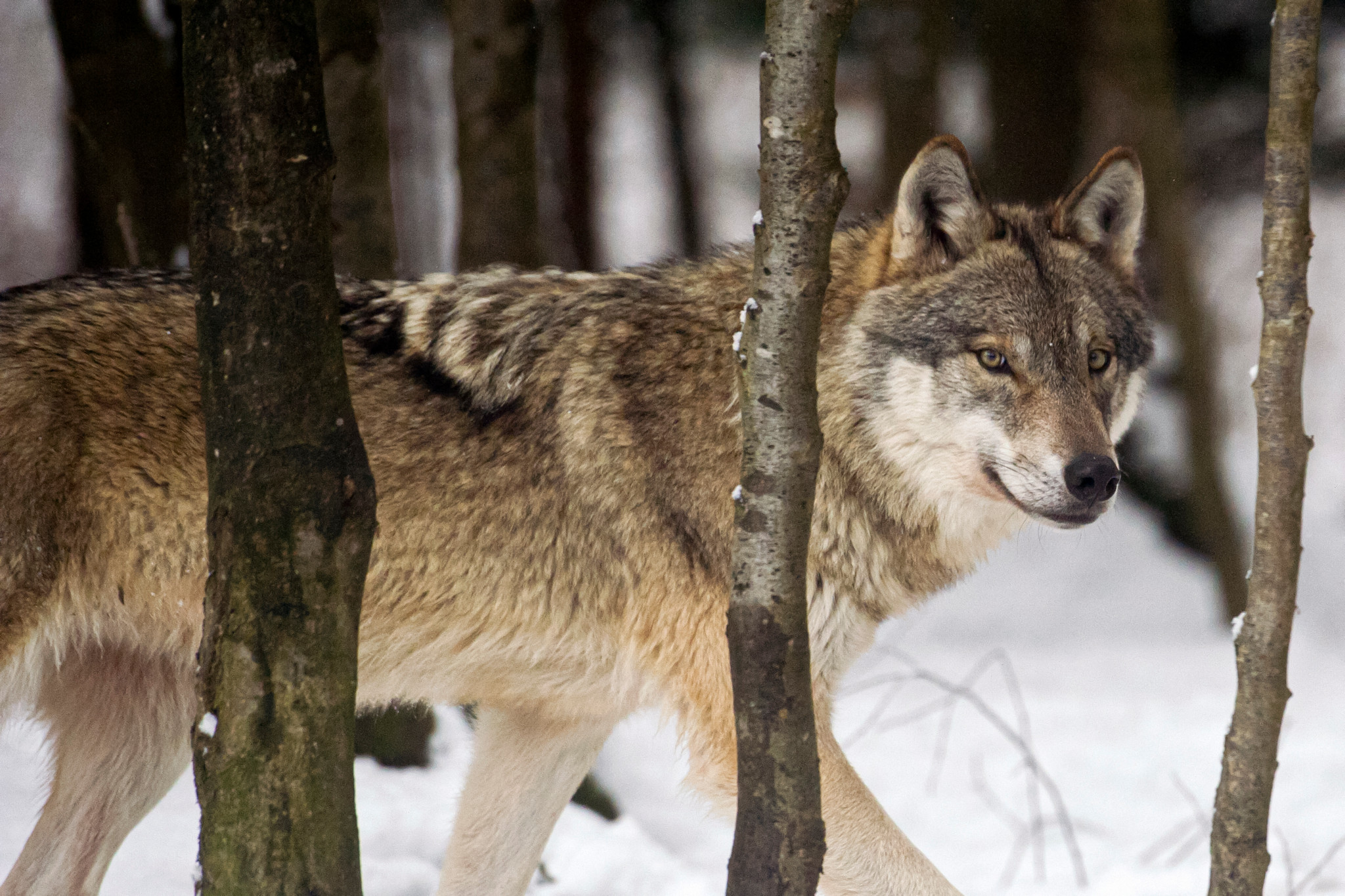 Nach Sichtungen: Wildhut erschiesst kranken Wolf in Bad Ragaz