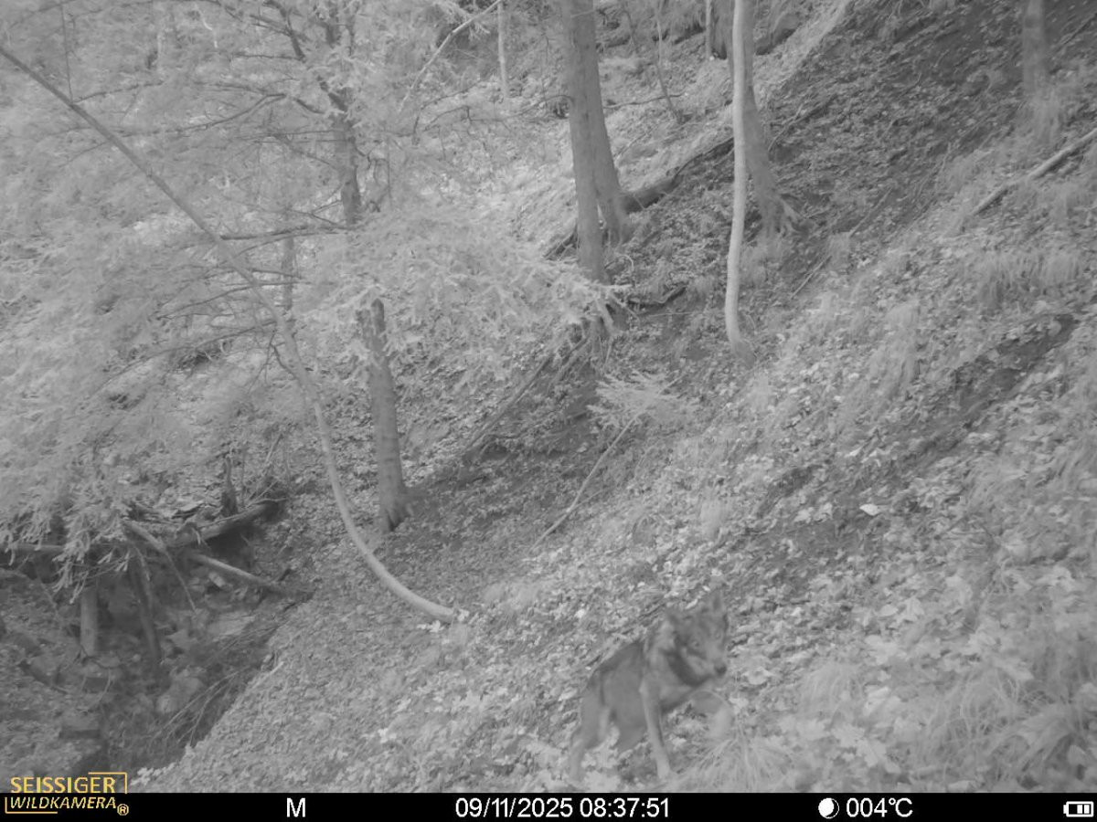 Lower Austria permits killing wolves