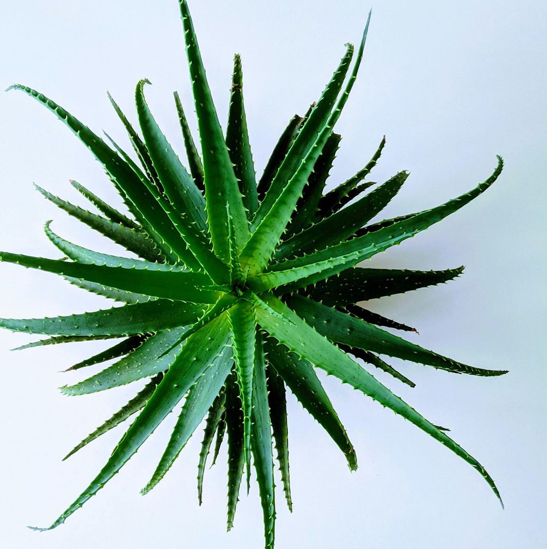Vue de dessus d’une plante d’aloe vera sur fond blanc.