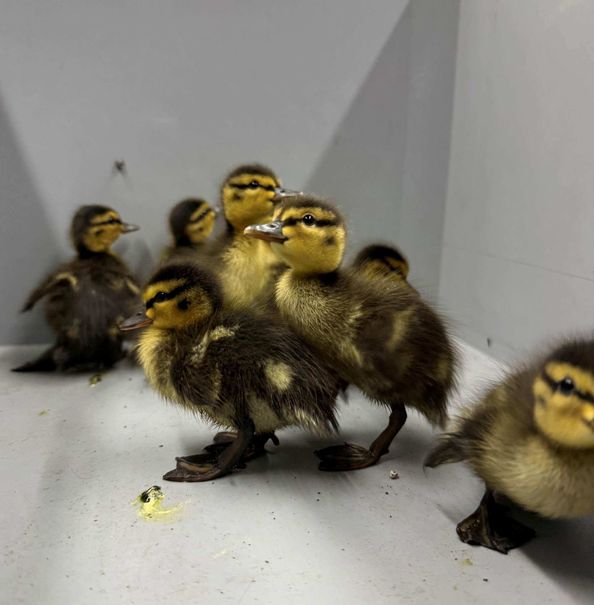 Sauvetage insolite dans le Jura: Neuf petits canards secourus sur l’autoroute