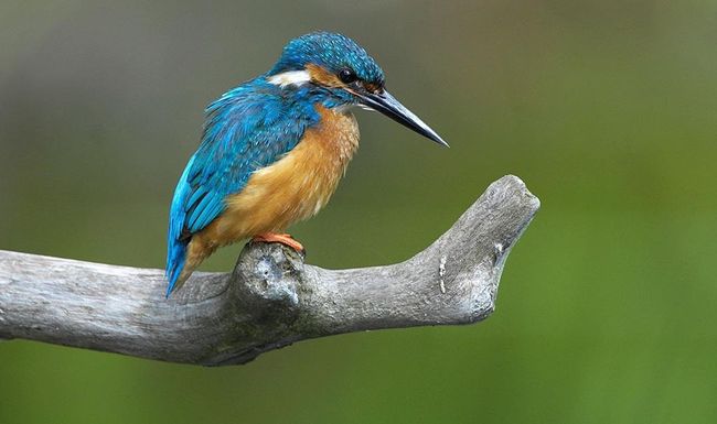 Ihr buntes Federkleid macht Eisvögel zum Hingucker. Allerdings steht der Vogel auch unter Schutz.