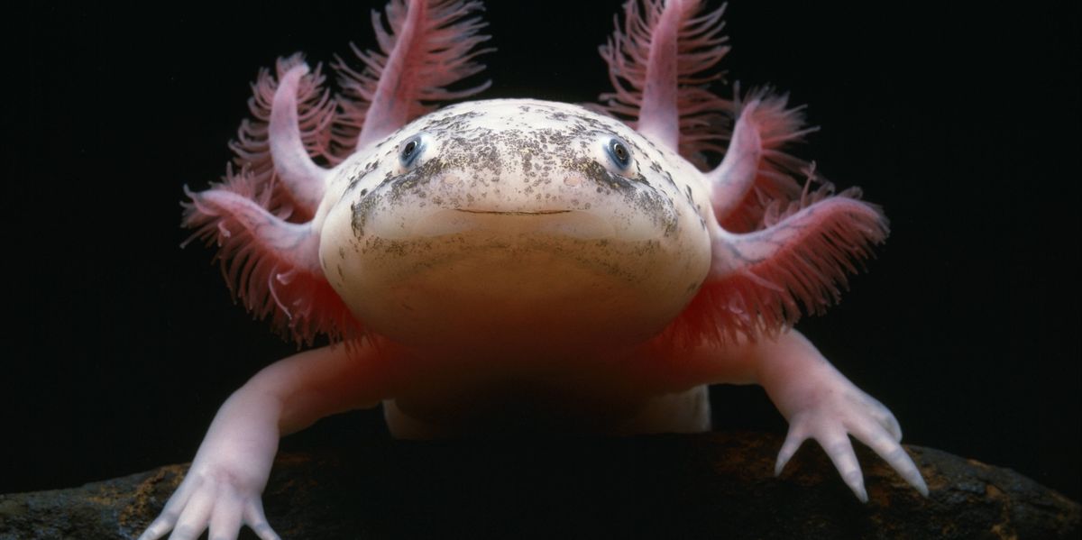 Faszinierende-Axolotl-Das-WM-Maskottchen-kann-Teile-von-Organen-nachbilden-und-ist-vom-Aussterben-bedroht