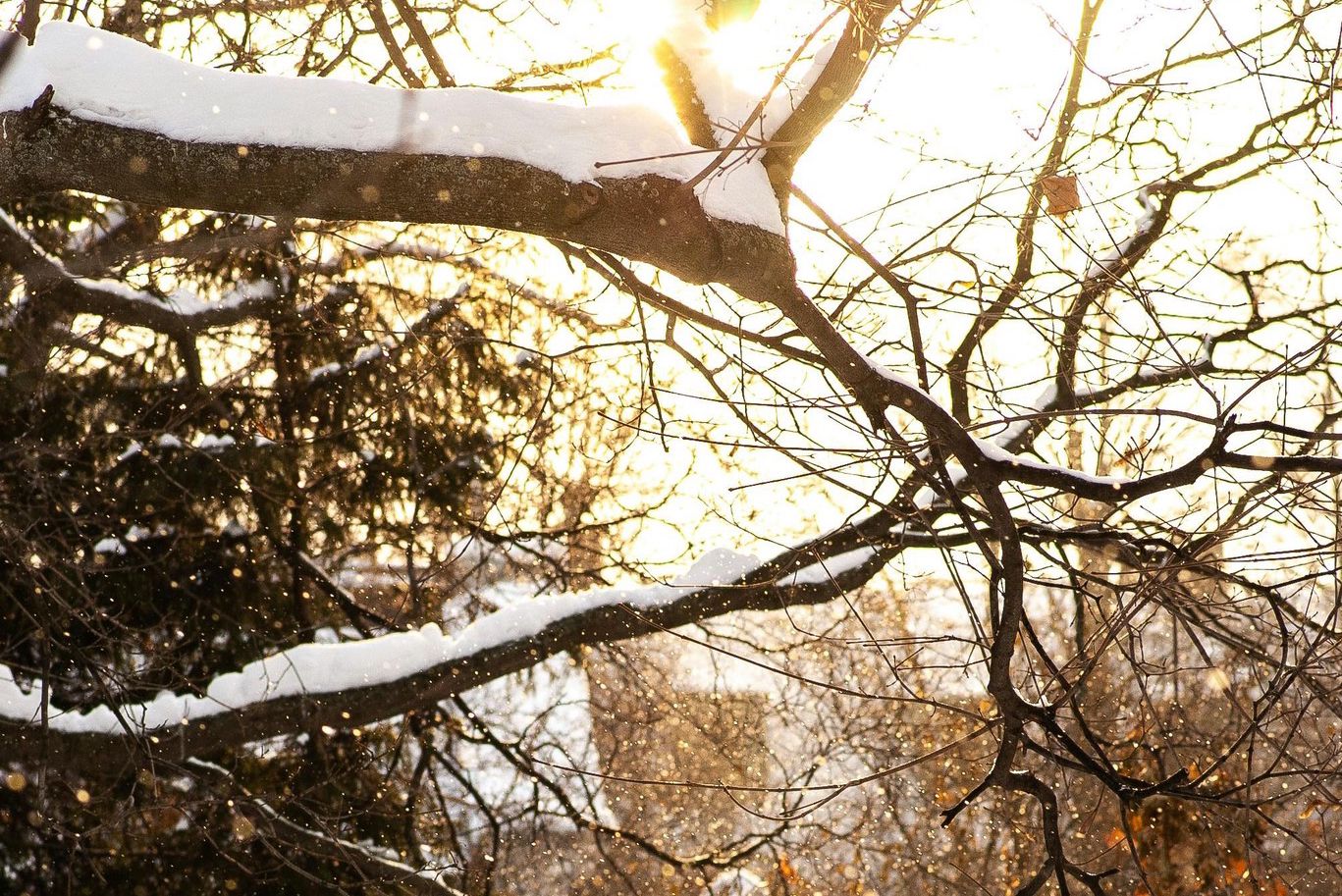 Paysage hivernal avec des branches d’arbre enneigées illuminées par le soleil, créant une ambiance chaleureuse malgré la neige.