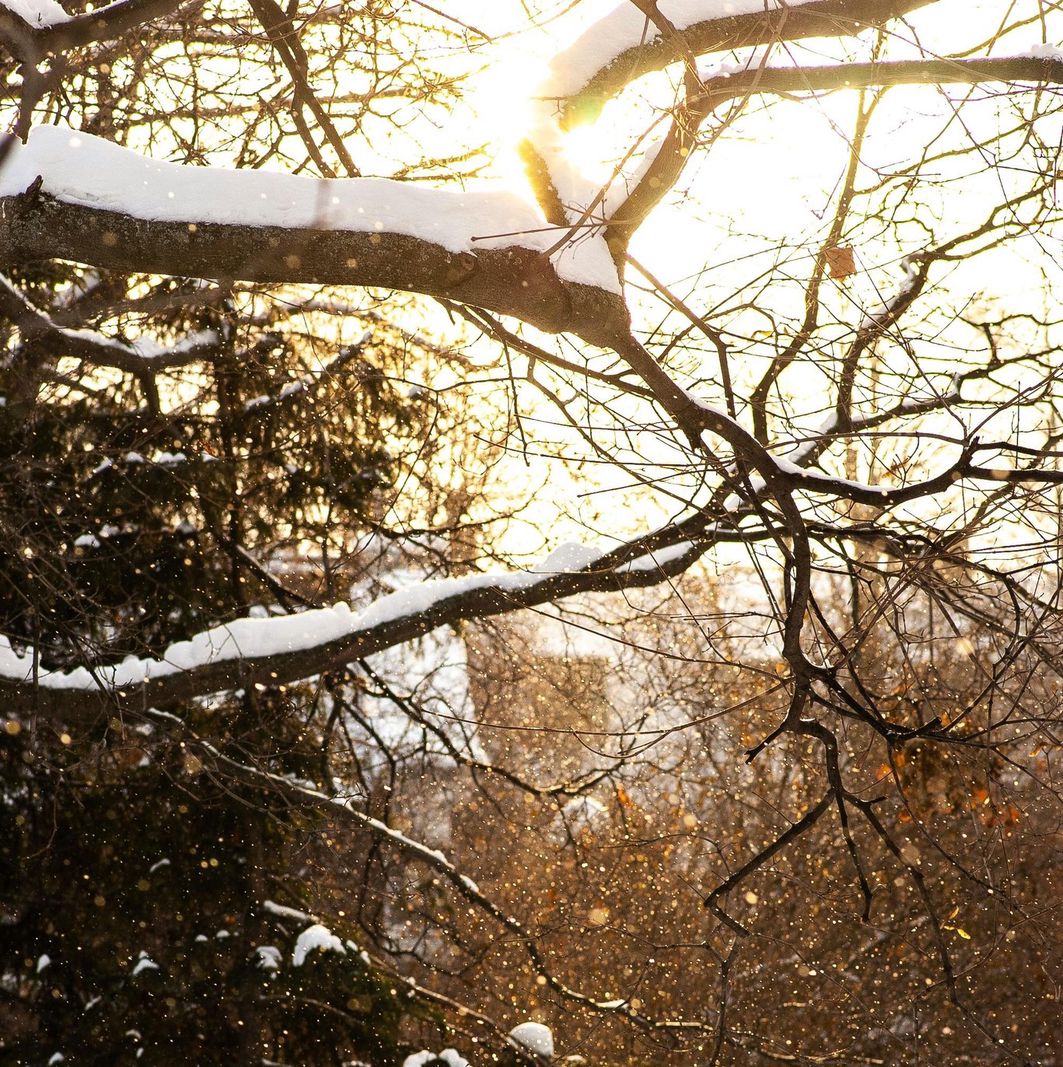 Paysage hivernal avec des branches d’arbre enneigées illuminées par le soleil, créant une ambiance chaleureuse malgré la neige.