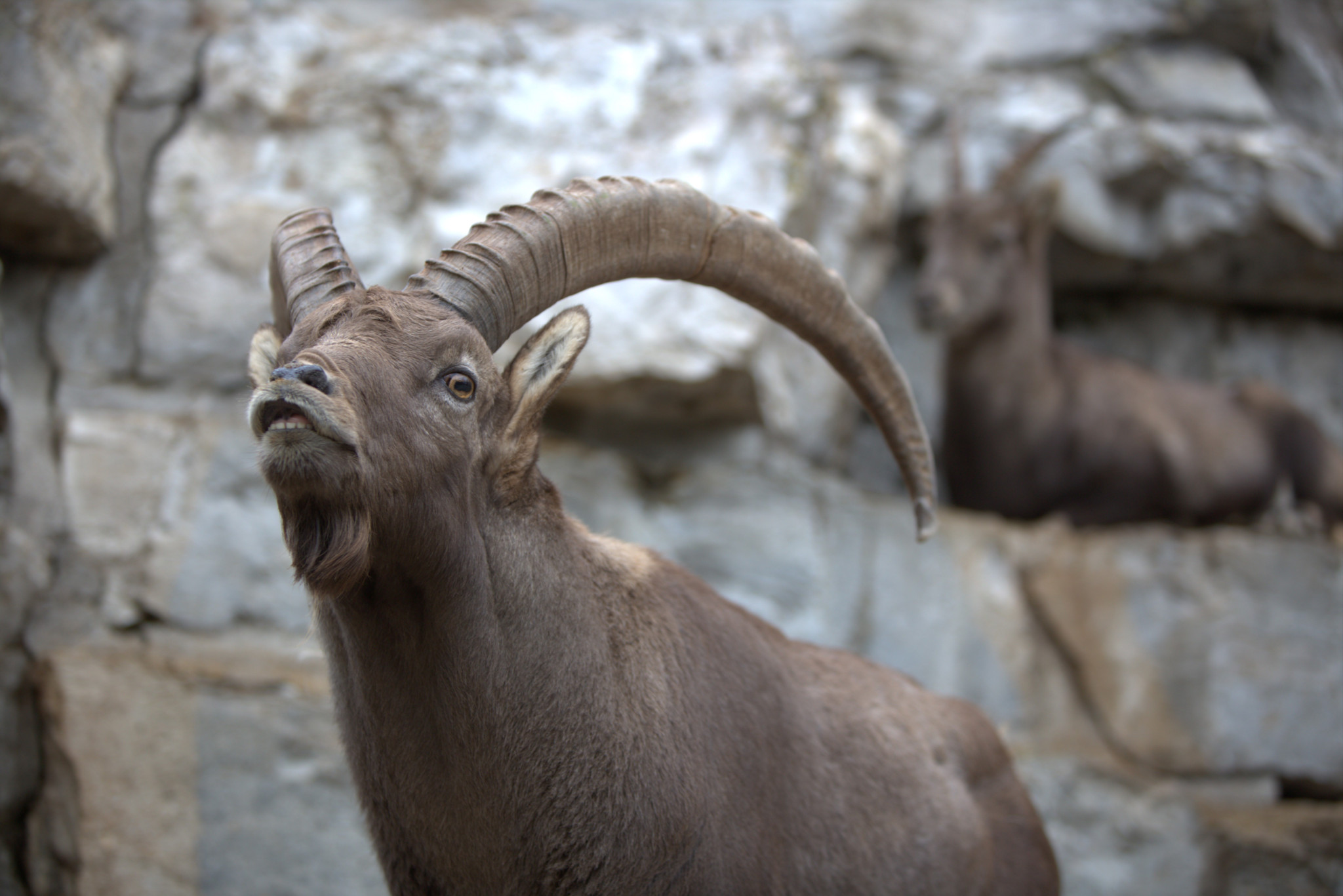 Wildnispark Zürich: Steinböcke klettern nach fünf Monaten Bauzeit auf neuen Felsen