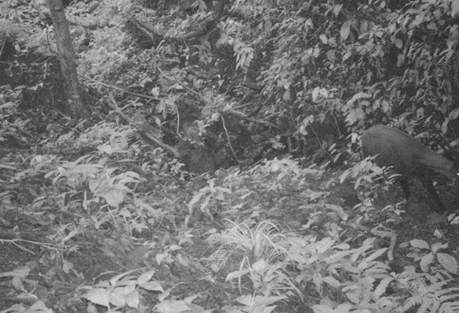 Noch knapp erwischt: Die jüngste Aufnahme eines Saola-Waldrinds. Sie datiert vom 7. September 2013 und wurde in Vietnam gemacht.