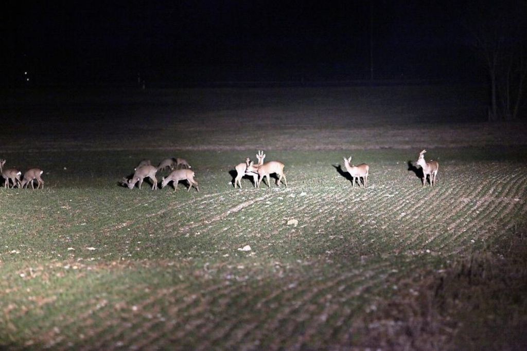 Poursuivie pour avoir démoli un effaroucheur de chevreuils