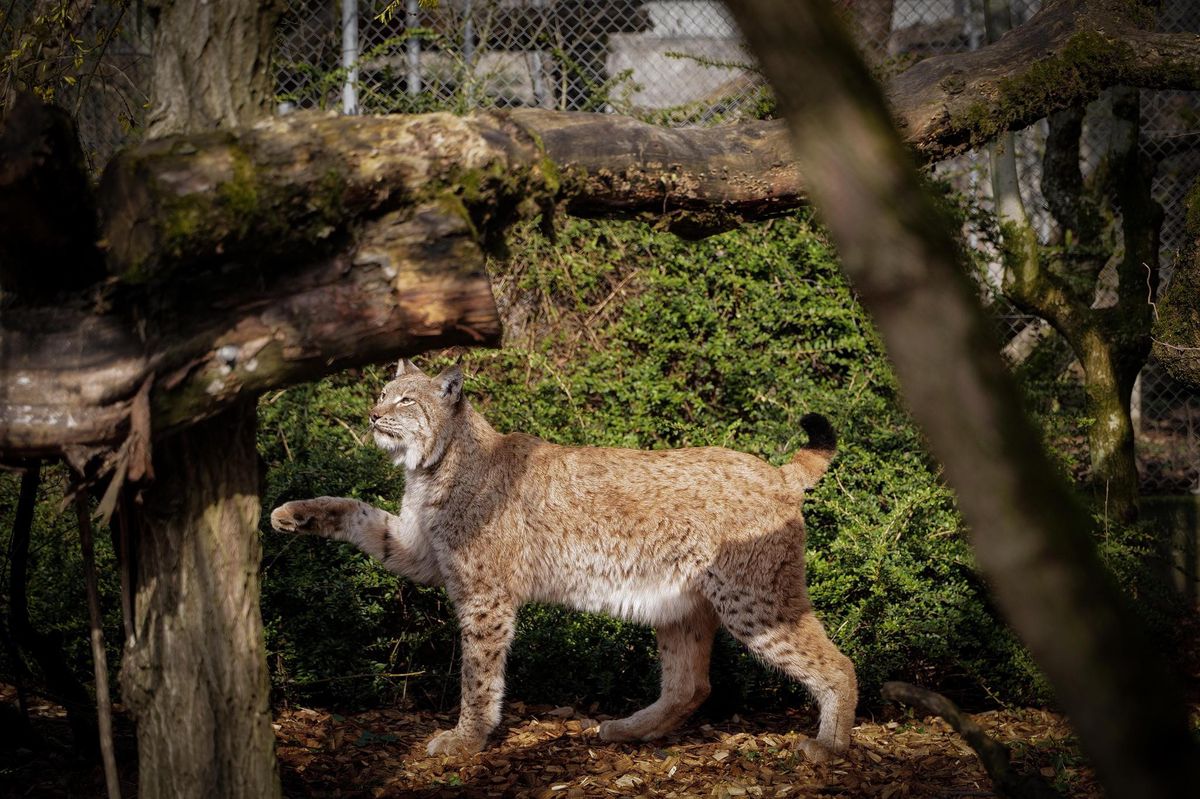 Bioparc à Bellevue. Un lynx vient d’arriver. Il fait son poids. Un régime alimentaire l’attend. Photo: LAURENT GUIRAUD