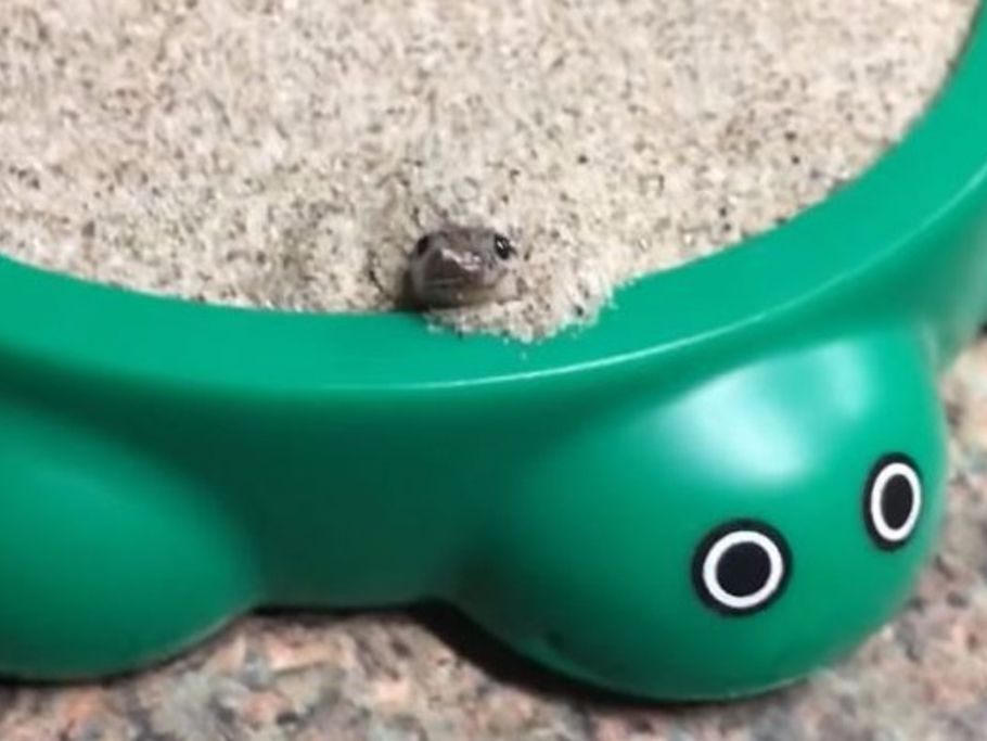 Mignon Un Bebe Serpent Joue Dans Un Bac A Sable Le Matin