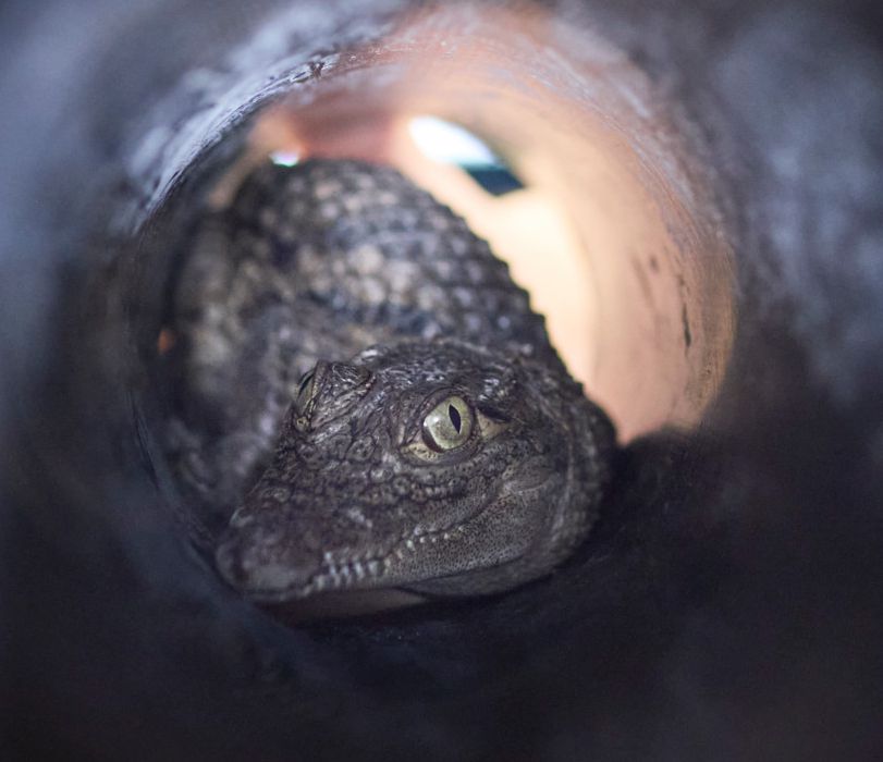 Lausanne, le 12 juin 2024. Préparation du départ pour Agadir de 16 crocodiles sacré du Maroc, né au centre Aquatis, dans le cadre d’un programme de sauvetage de l’espèce. VERSION RETRAVAILLEE.    Photo Yvain Genevay / Le Matin Dimanche