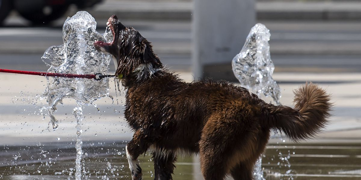 Un chien profite de boire et de se rafraichir, a la fontaine de la Place des Nations, par une chaude journee caniculaire d'ete a Geneve, ce mercredi 12 aout 2020. (KEYSTONE/Martial Trezzini)