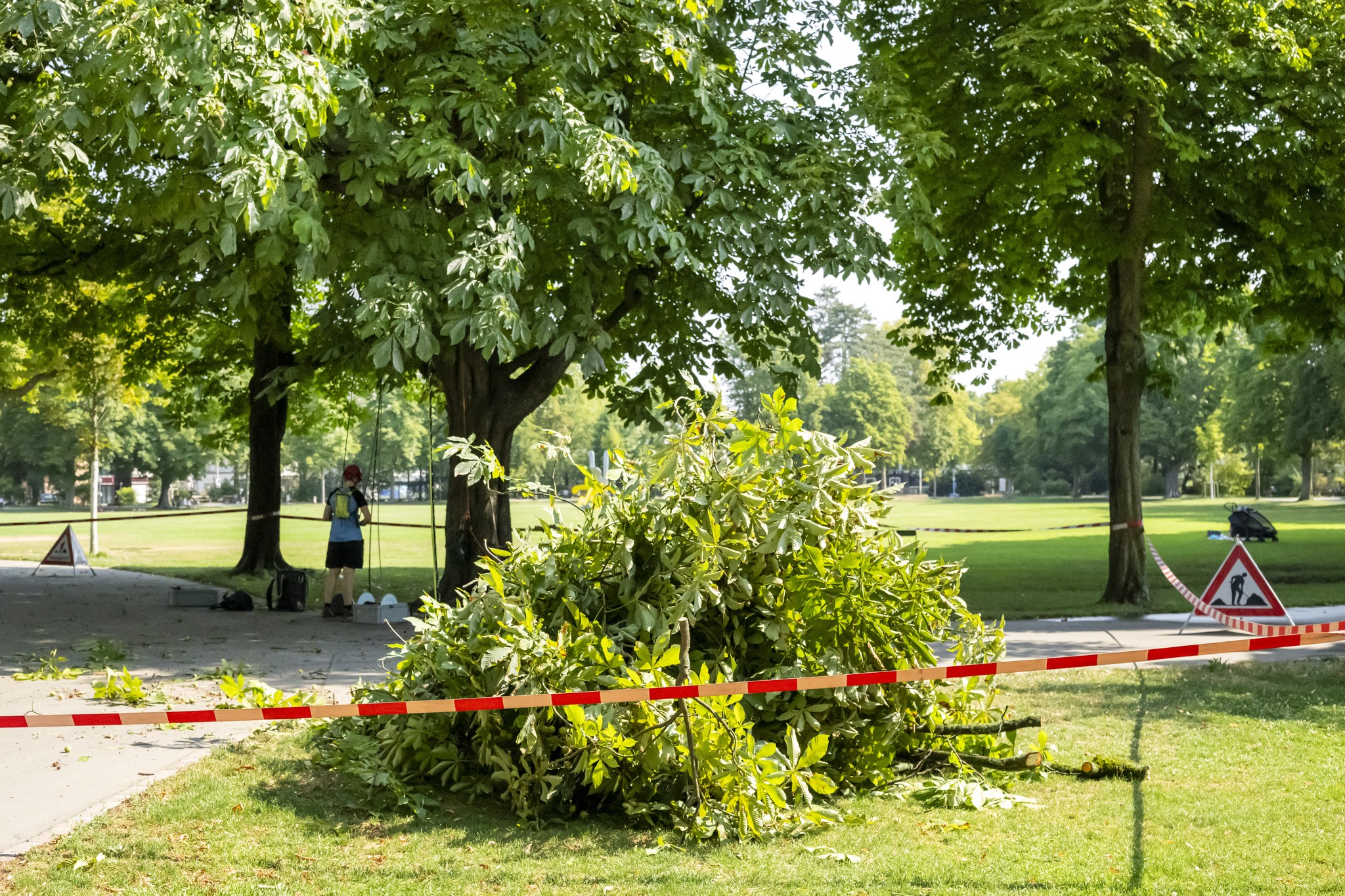 Hitze: Warum Äste in Schweizer Parks plötzlich brechen