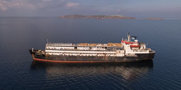 Spiridon II: Wo ist Frachter mit 3000 Rindern im Mittelmeer? 