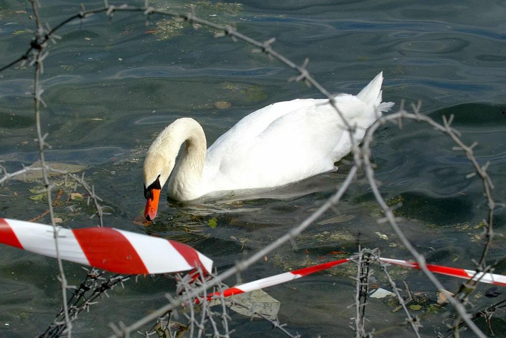 Le cygne n’a pas pu être sauvé. (image d’illustration)