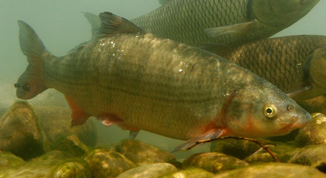 Rheinschwimm-Saison hat begonnen: Diese Fische schwimmen mit uns in ...