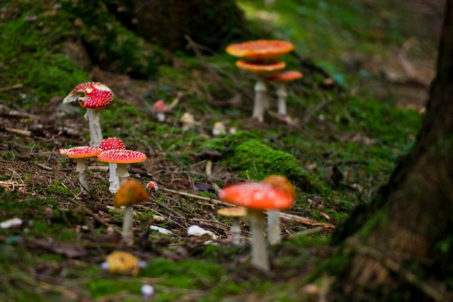 La bonne vieille amanite «tue-mouches» est une hôte connue des forêts en Suisse.