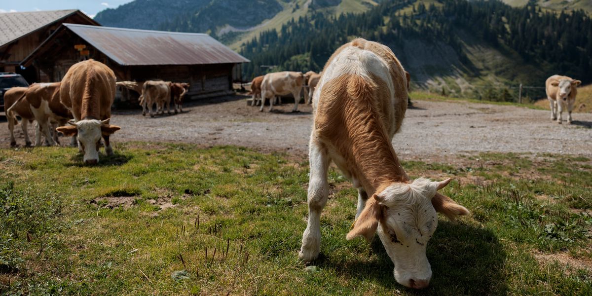 D-rre-in-den-Alpen-Trockenheit-zwingt-lpler-ins-Tal-und-ihre-K-he-werden-fr-her-geschlachtet