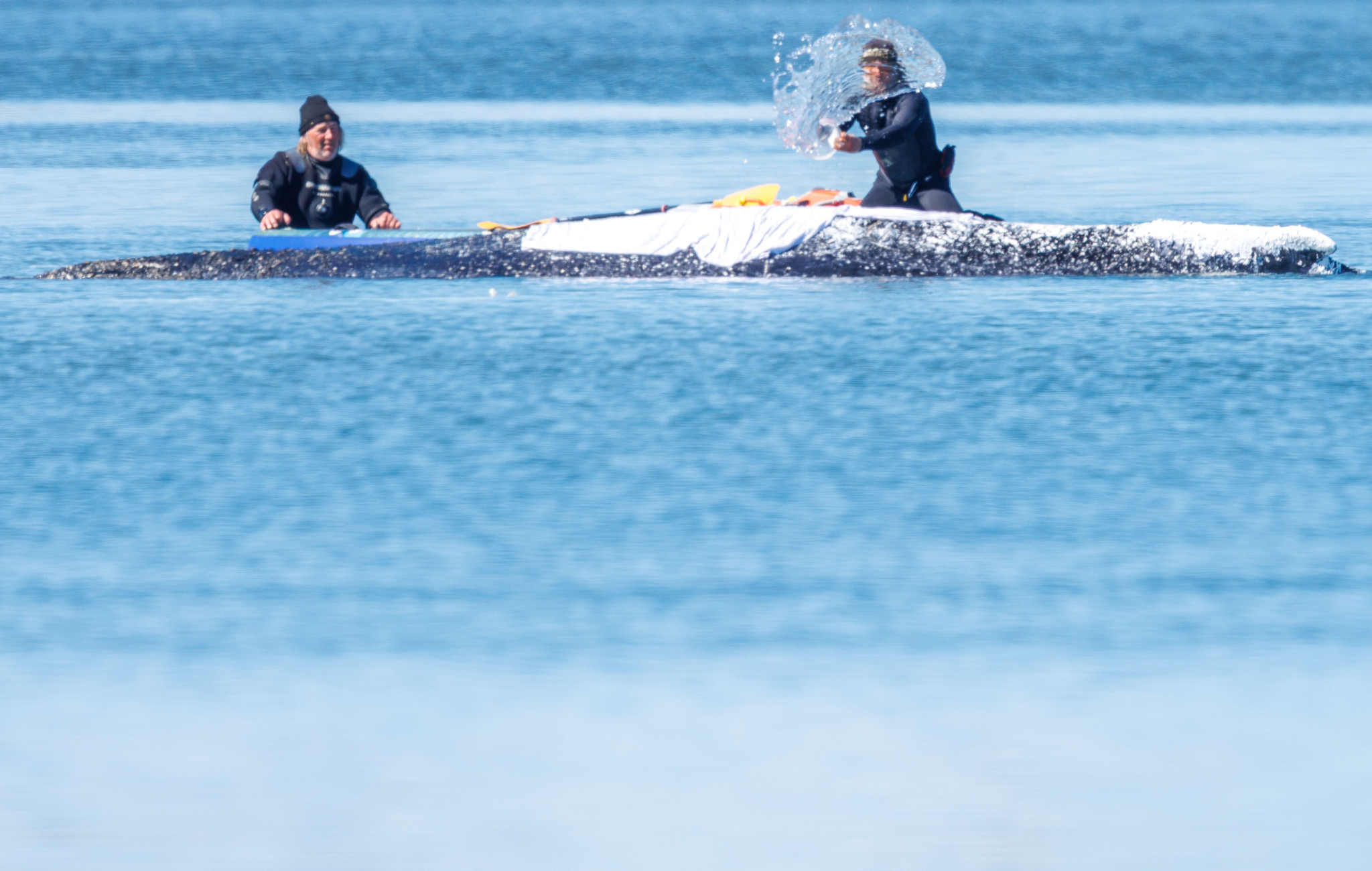 Gestrandeter Buckelwal Timmy: Lastkahn für Wal-Transport erreicht den Nord-Ostseekanal am Sonntagabend