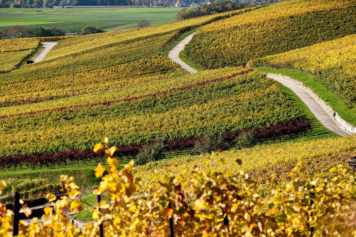 Partageant une même vocation viticole, Bonvillars et Onnens sont bien parties pour unir leur destinée. 