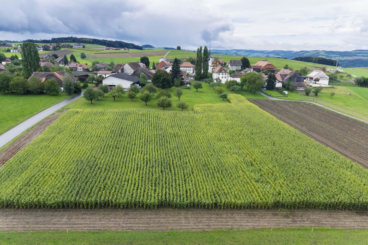 Depuis 2006, Dompierre souhaite développer une zone de villas à l’entrée du village côté Villars-Bramard. Le Tribunal fédéral vient de tirer le frein à main.
