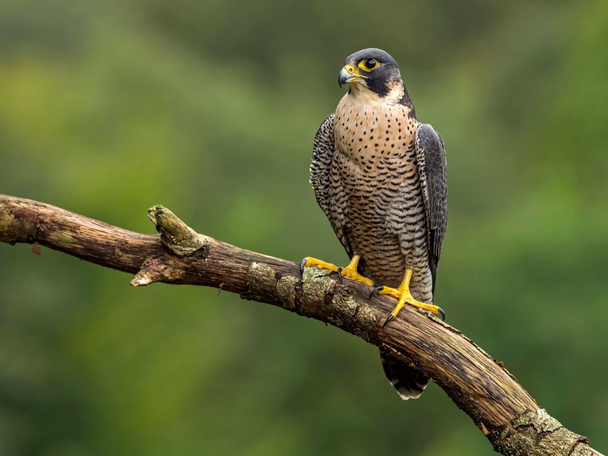 An adult female peregrine falcon (Falco peregrinus) perched on a branch on a blurred background of a forest. It can be seen before their power yellow.