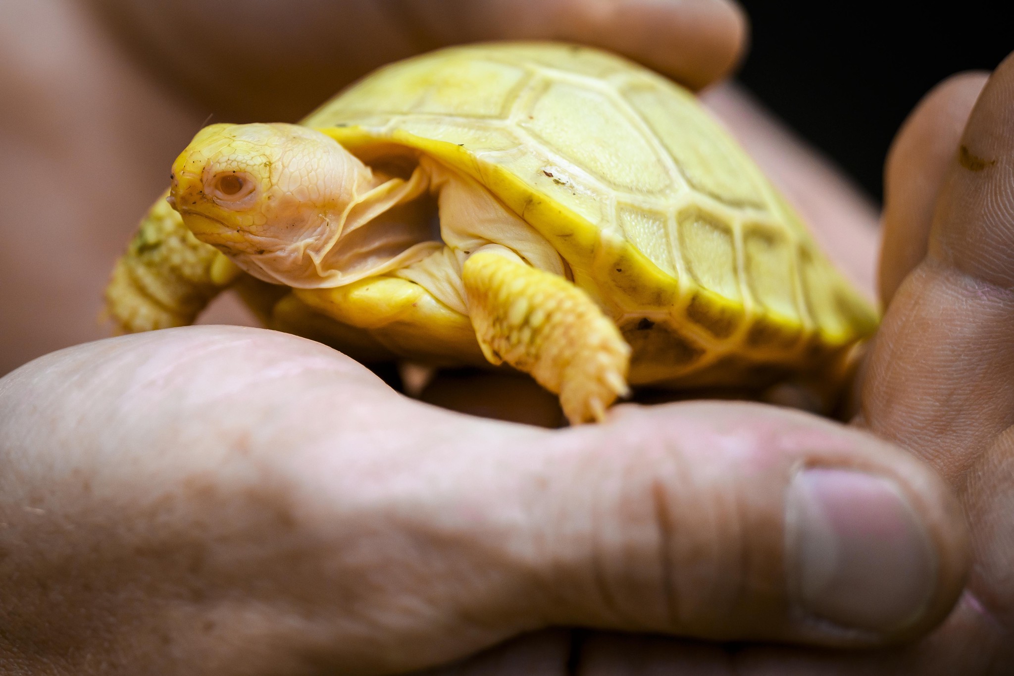 Le bébé tortue géante albinos des Galapagos, une première mondiale.