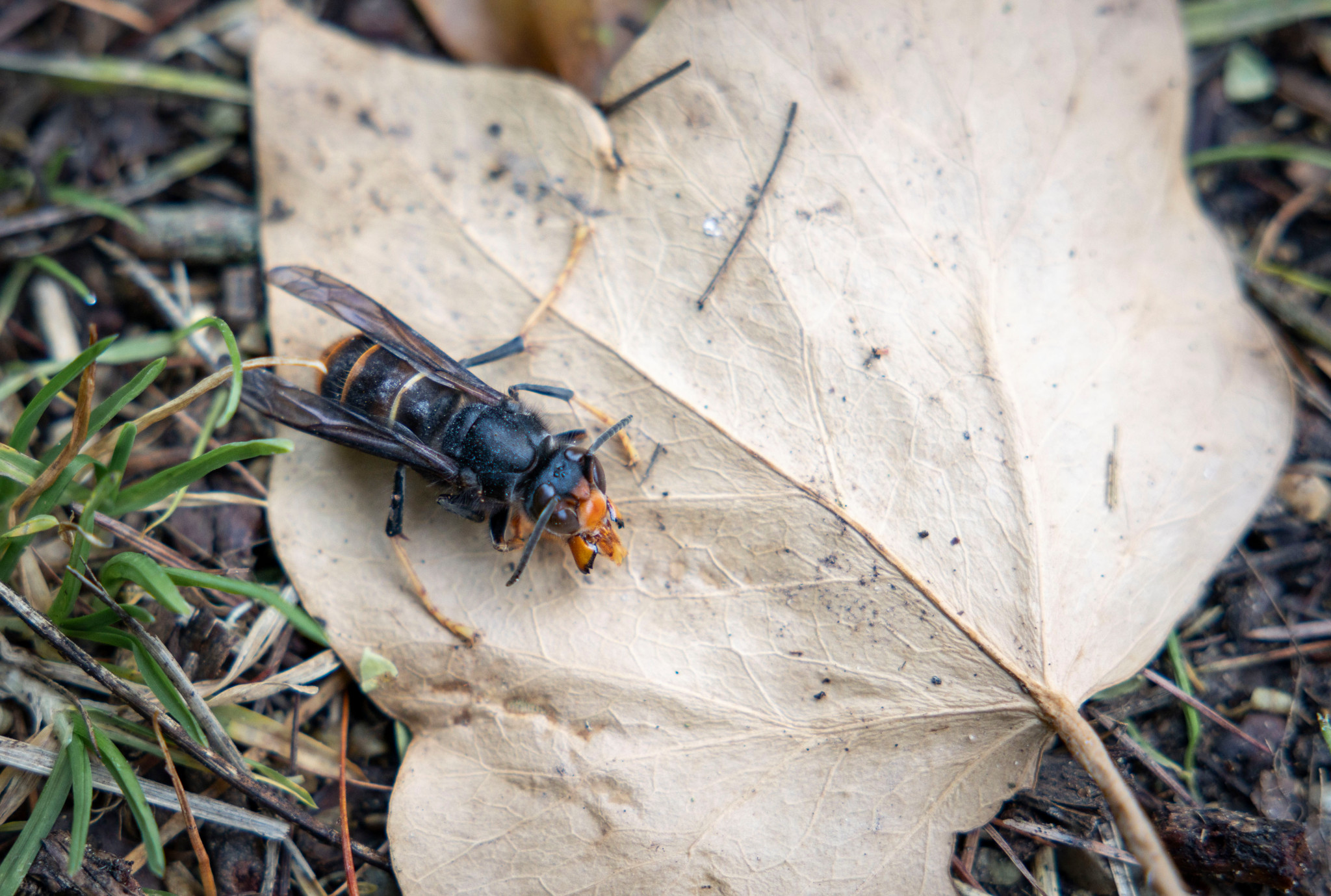 Erste im Kanton Zürich 2026: Asiatische Hornisse in Bülach gefunden