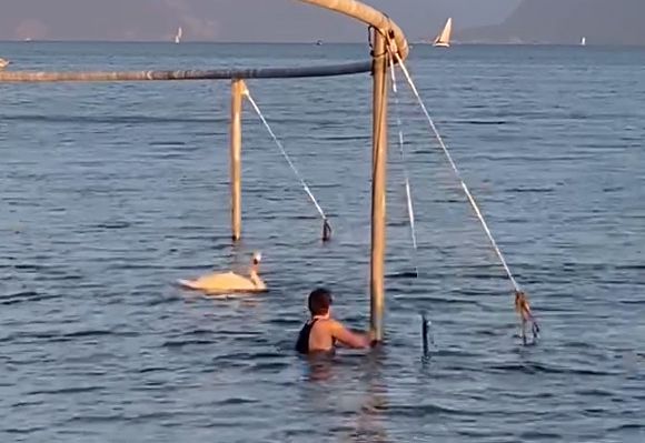 Une personne nage dans le lac près d'une structure métallique, avec un cygne à proximité et des montagnes en arrière-plan.