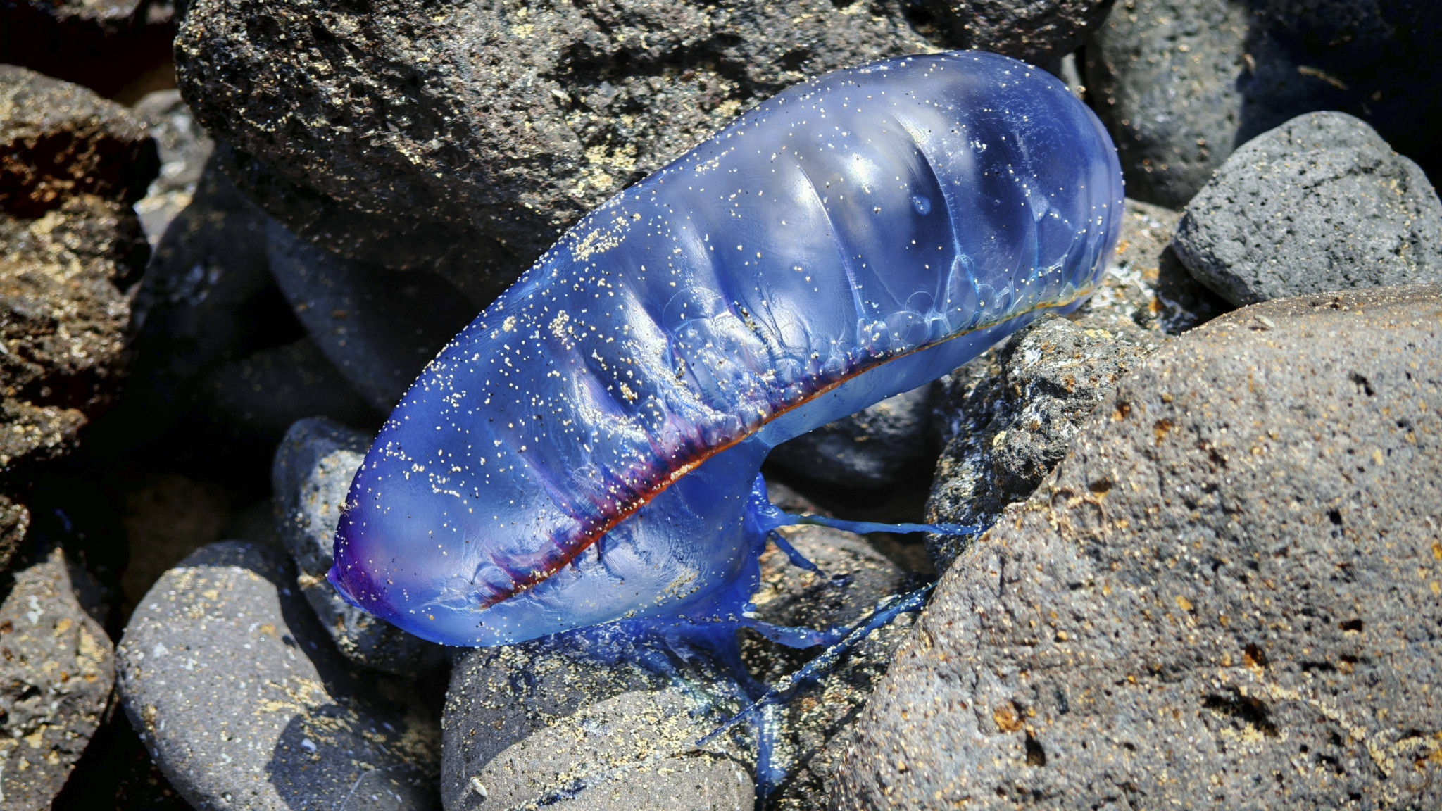 Galère portugaise (Physalia physalis) d’un bleu vif échouée sur des rochers, plage de Calhau, Baía das Gatas, São Vicente, Cap-Vert.