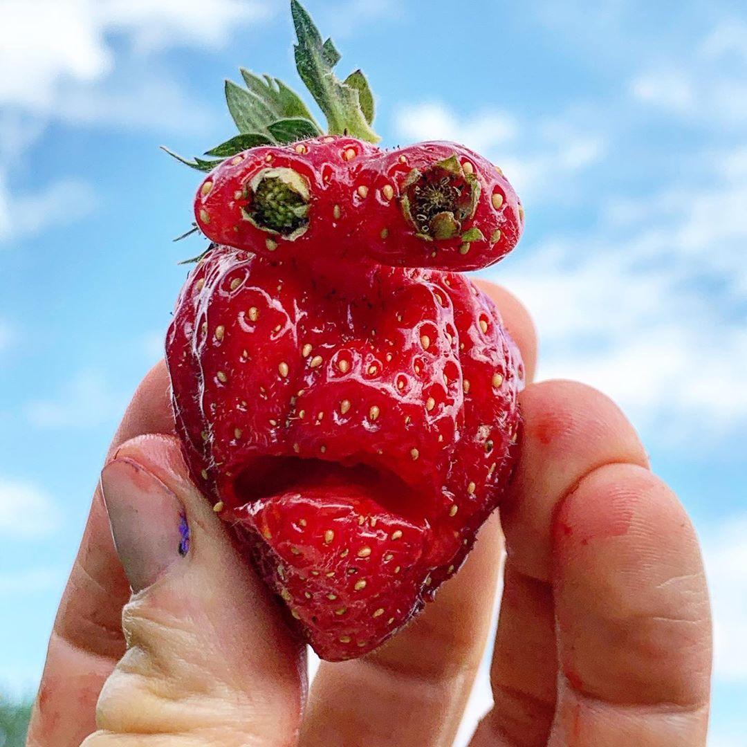 Olaf Breuning, 68’500 * Follower, postet Esswaren, denen er eine Gesichtsform gibt. Zuletzt eine Erdbeere mit Augen und Mund. Vor zwei Wochen den Stilansatz einer Aubergine mit Augen und Mund, dem er den Namen Mr. Yoda gibt. Einmal hat er einem dickflüssigen, giftgrünen Joghurt im Becher ein Gesicht eingezeichnet und es Mr. Hulk betitelt oder aus einem Kartoffelchip kurzerhand einen Mr. Robert de Niro gefertigt. Seine Gesichter, die auch auf dem Rücken seiner Katze entstehen können, haben Kultstatus. Breuning, der in Schaffhausen aufgewachsen ist und in New York wohnt, hat mit Abstand am meisten Follower unter den Schweizer Kunstschaffenden, die einen Instagram-Account betreiben. Mit dem aus Nahrungsmitteln geformten Gesicht hat der Multimedia-Künstler für Instagram eine eigene Kunstform entwickelt. Klicken Sie sich durch die Bildstrecke und entdecken Sie weitere Instagram-Accounts von Schweizer Kunstschaffenden. * Die Follower-Zahlen wurden bei allen Accounts am 22.6.2020 erhoben.