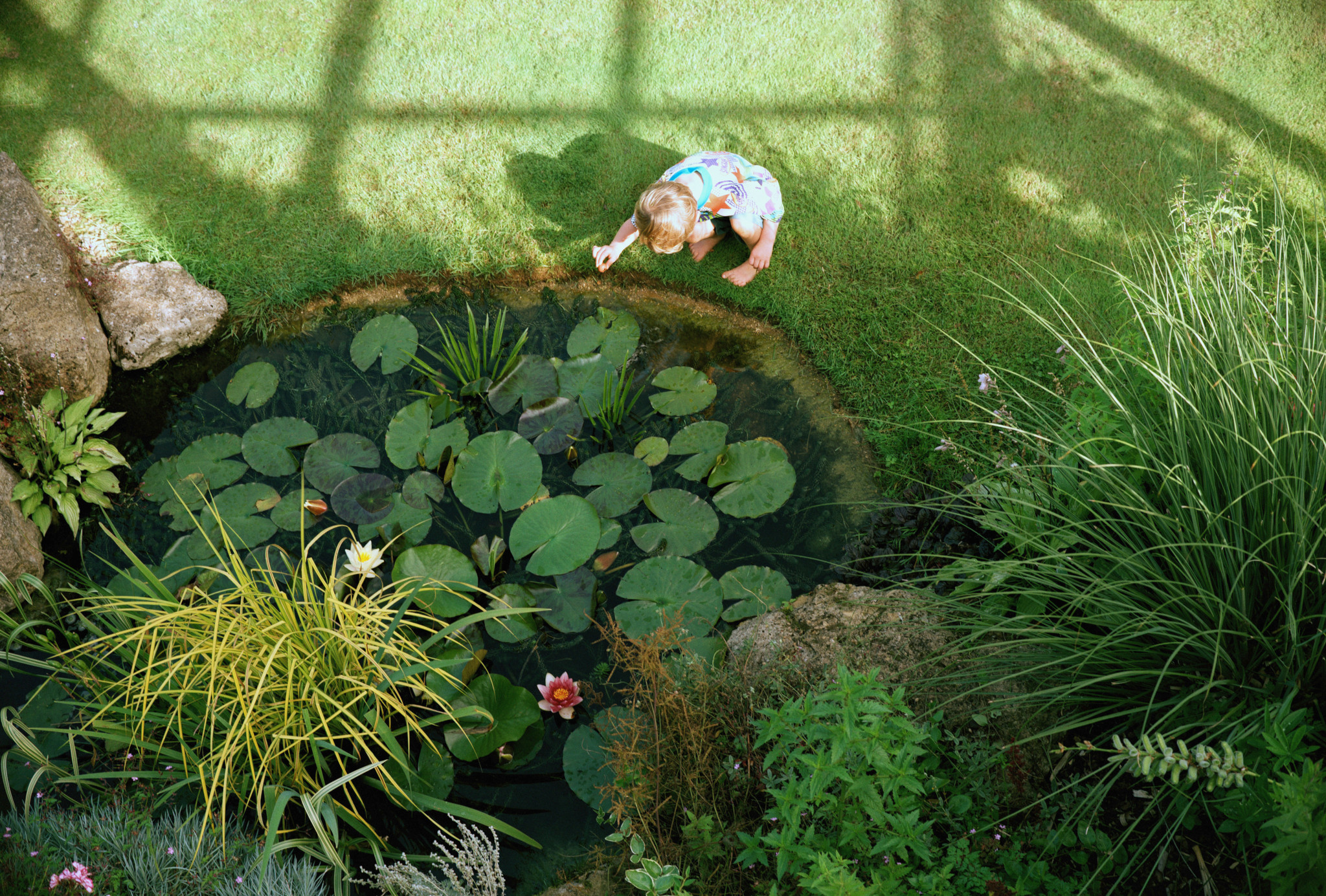 Teiche im Garten: «Fünf Quadratmeter Wasser genügen für einen ganzen Mikrokosmos»