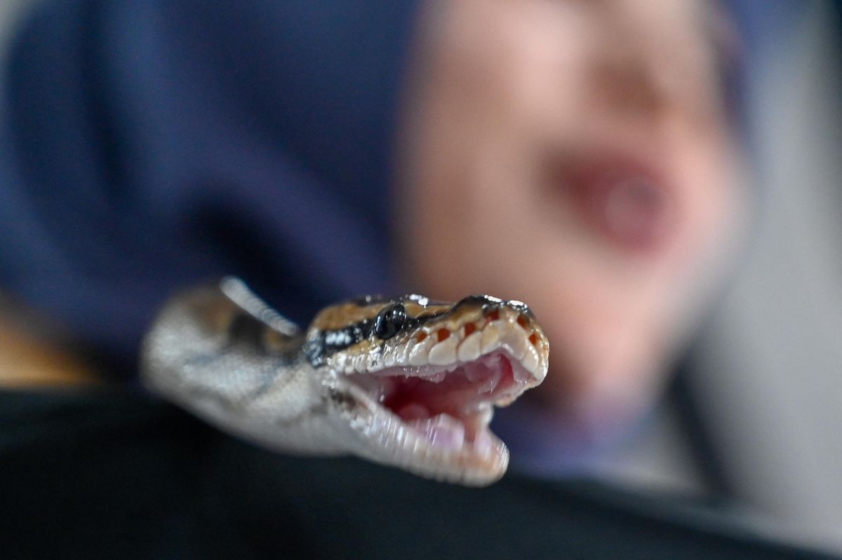 Un Australien de cinq ans survit à l’attaque d’un python | Tribune de ...