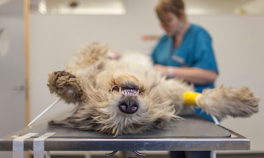 Antibiotika Hund Vor Oder Nach Dem Essen www.derbund.ch