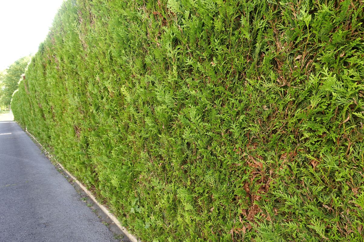 Thuja hedge limit  Enclosed garden  Footpath