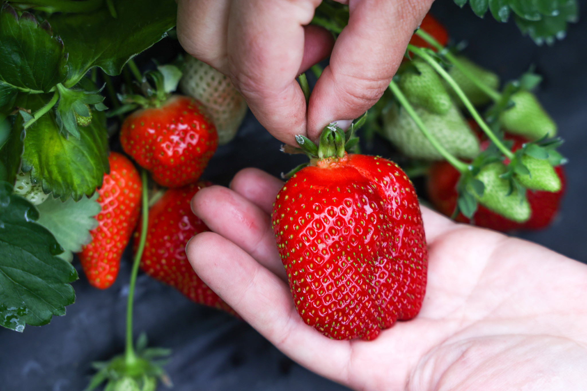 Beerenstarke Saison: Rekordernte in der Schweiz: Bis zu 1100 Tonnen Erdbeeren pro Woche