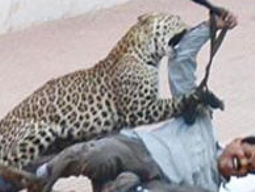 Kampf Gepard gegen Leopard